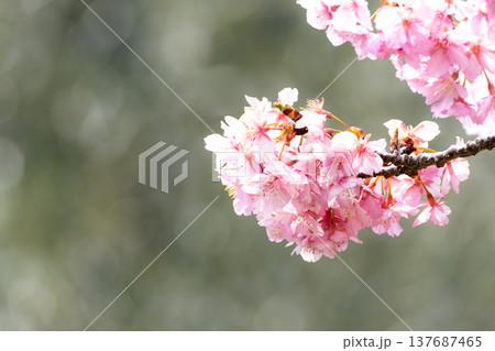 春の日差しを受けて穏やかな風に揺れる小豆島にある河津桜 137687465