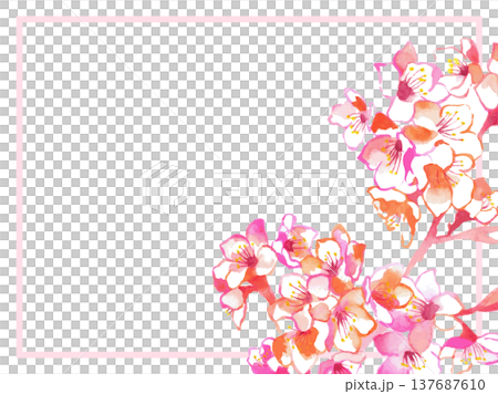 櫻花邊框插畫 | 春天，櫻花，花卉背景，賀卡，水彩風格 137687610