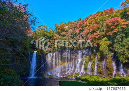 静岡県富士宮市の紅葉の白糸の滝と虹 137687683