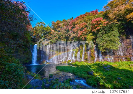 静岡県富士宮市の紅葉の白糸の滝と虹 静岡県富士宮市の紅葉の白糸の滝と虹 137687684