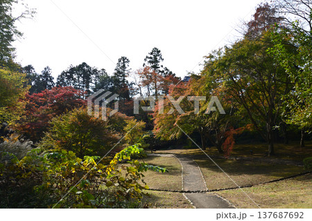 偕楽園もみじ谷の紅葉　2025-11-8　＃52 137687692