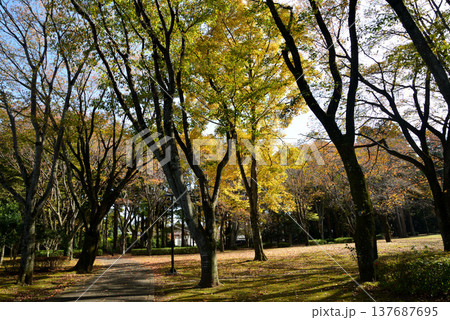 偕楽園もみじ谷の紅葉 2025-11-8 #54 偕楽園もみじ谷の紅葉 2025-11-8 #54 137687695