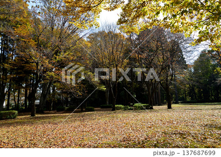 偕楽園もみじ谷の紅葉　2025-11-8　＃58 137687699