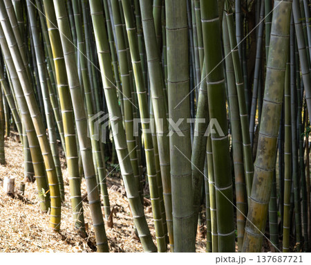 光さす竹林の風景 光さす竹林の風景 137687721