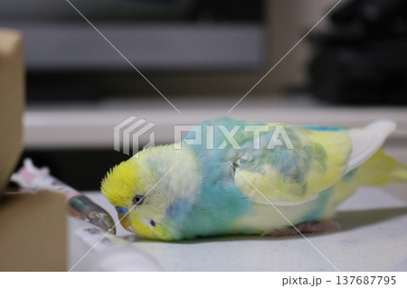 インコ、ペンに夢中 137687795