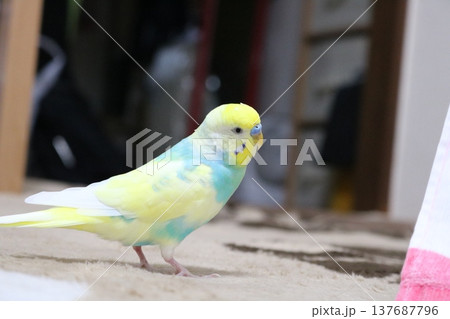 インコ、冒険中 インコ、冒険中 137687796