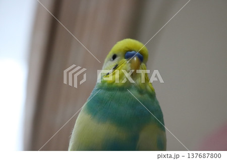 インコ、下アングル 137687800