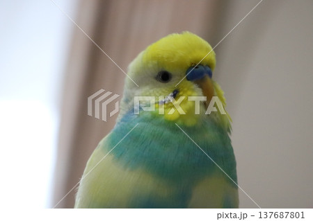 インコ、のぞき込む インコ、のぞき込む 137687801