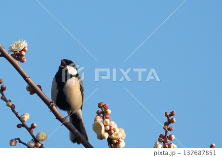 青空と梅の花にとまるシジュウカラ 春の野鳥 青空と梅の花にとまるシジュウカラ 春の野鳥 137687851