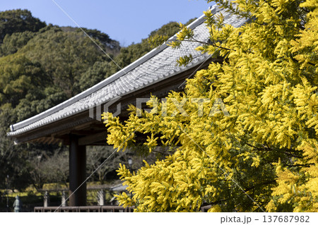 天拝公園にある黄色く色着いた満開のミモザ(アカシア)の花 天拝公園にある黄色く色着いた満開のミモザ(アカシア)の花 137687982