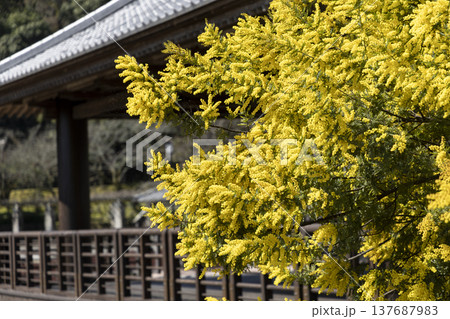 天拝公園にある黄色く色着いた満開のミモザ（アカシア）の花 137687983