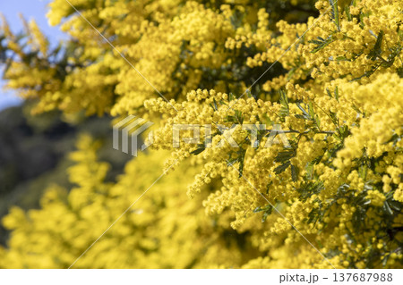 黄色く色着いた満開のミモザ（アカシア）の花 137687988