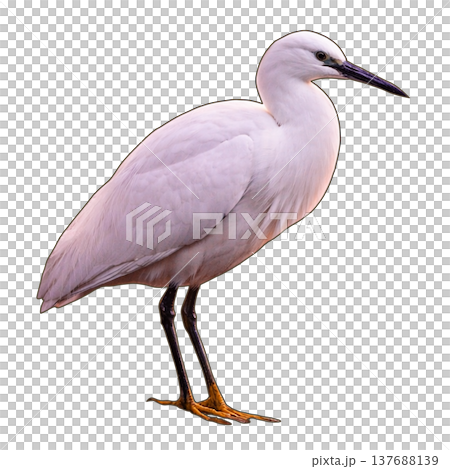 Bird - Little Egret 137688139