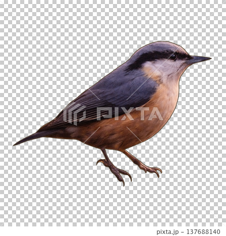 Bird - Nuthatch 137688140