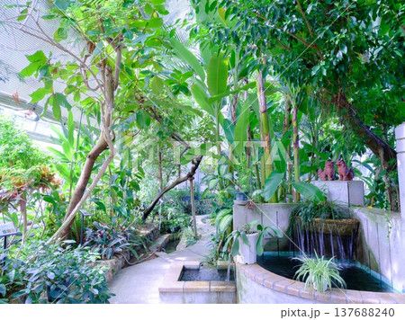植物園温室 137688240