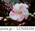 雨上がりに輝くはなももの花 137688266