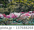 新緑に映える満開のはなもも 137688268