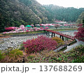 対岸は色とりどりの満開のはなもも 137688269