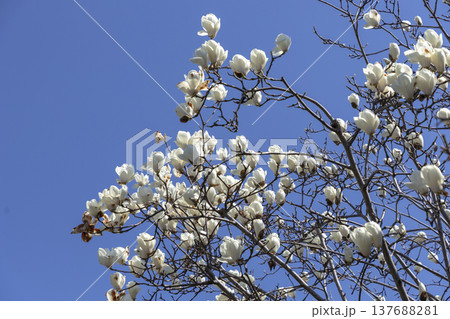 咲き始めたハクモクレン（白木蓮） 137688281