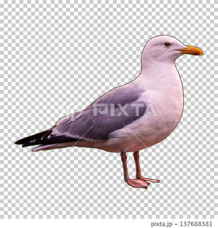 Bird - Seagull 137688381