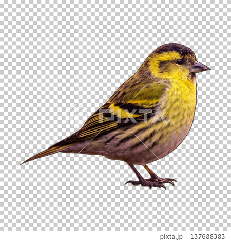 Bird - Eurasian Siskin 137688383