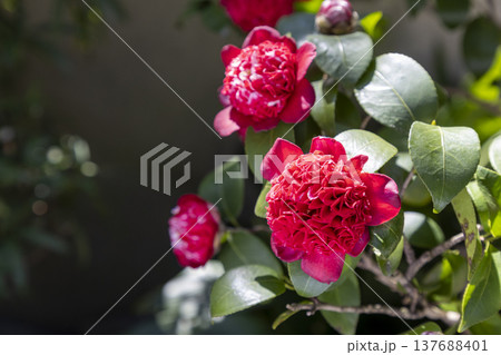 赤い椿の花（ボクハンニシキ） 137688401