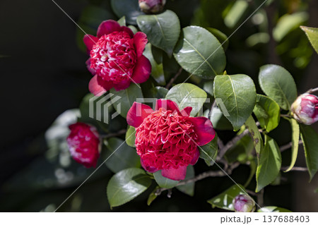 赤い椿の花（ボクハンニシキ） 137688403