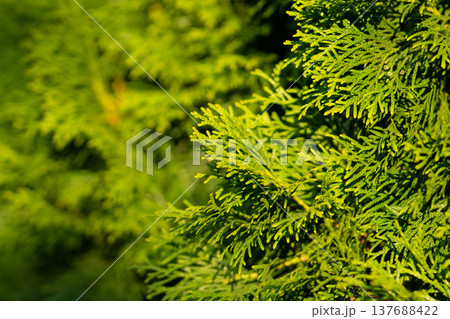 Thuja branch in focus against blurred green hedge 137688422