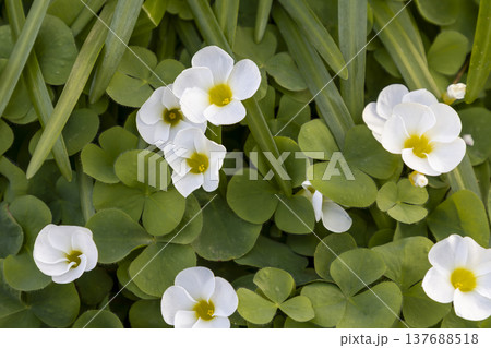 白いオキザリスの花(カタバミ) 白いオキザリスの花(カタバミ) 137688518
