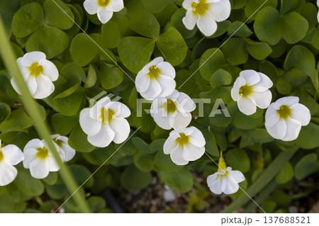 白いオキザリスの花(カタバミ) 白いオキザリスの花(カタバミ) 137688521