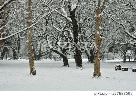 雪の樹林公園_01 雪の樹林公園_01 137688595