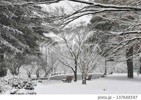 雪の樹林公園_03 137688597