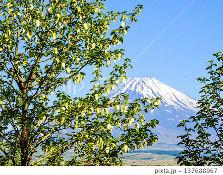 富士山と花 137688967