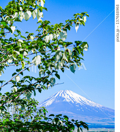 富士山と花 富士山と花 137688968
