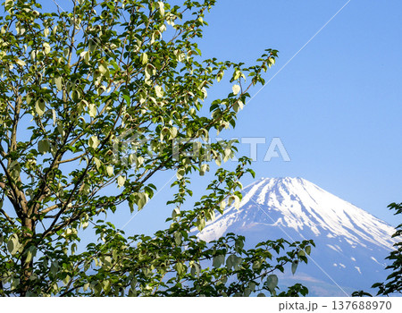 富士山と花 富士山と花 137688970