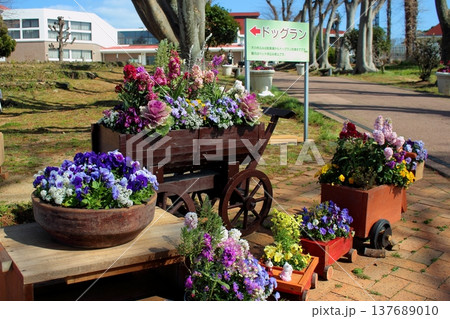 農事センターの花壇 鉢植え 137689010