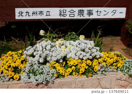 農事センターの花壇 鉢植え 黄色のパンジー 137689011