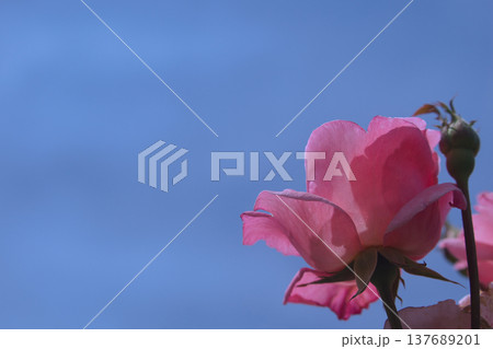 青空に映える赤いバラ 137689201