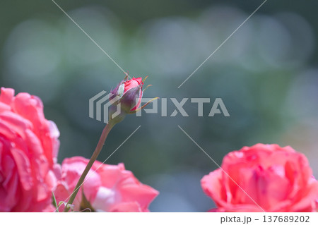 赤い薔薇のツボミ 137689202