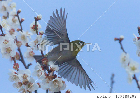 梅の蜜を吸うメジロ 梅の蜜を吸うメジロ 137689208