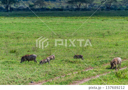 Warthogs in Lake Nakuru national park Warthogs in Lake Nakuru national park 137689212