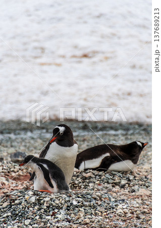 Gentoo colony at Danco Island Gentoo colony at Danco Island 137689213