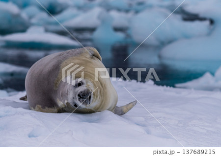 Crabeater Seal resting on a sheet of ice Crabeater Seal resting on a sheet of ice 137689215