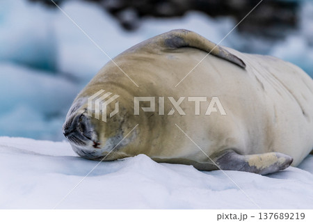 Crabeater Seal resting on a sheet of ice Crabeater Seal resting on a sheet of ice 137689219