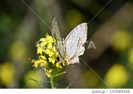 イシガケチョウ（石崖蝶） 137689388