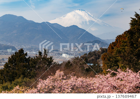 富士山を望む 富士山を望む 137689467