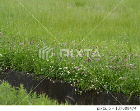 ムラサキツメクサとシロツメクサの花が咲く野原 137689474