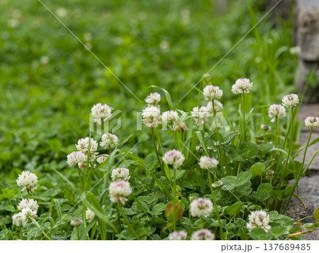 雨に濡れた公園のシロツメクサ 雨に濡れた公園のシロツメクサ 137689485