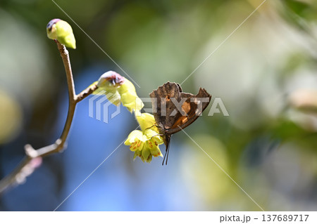 テングチョウ(天狗蝶) テングチョウ(天狗蝶) 137689717
