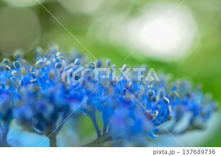 アジサイ 137689736